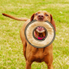 fz-frisbee-hond.png